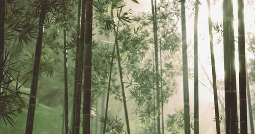 Sunlight Filters Through Lush Bamboo Forest in Serene Morning Ambiance