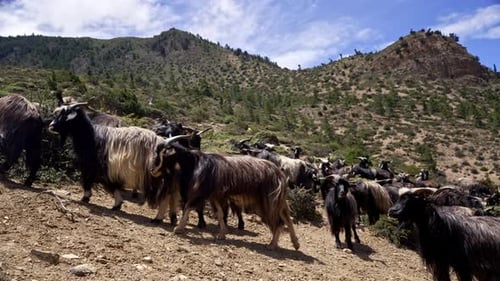 Mountain Goats Gathered On The Bushy Parts Of The Mountain
