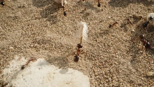 Ameisen rennen in einer geordneten Kolonne im Sand hin und her. Die Kamera zoomt schnell heraus. super