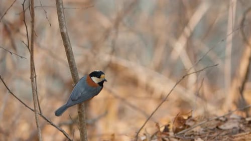 Varied Tit Bird Perched on Tree Branch and Flies Away in slow motion - zooming