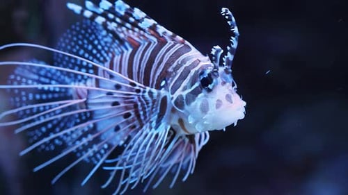 Exotic red lionfish, danger fish in sea aquarium