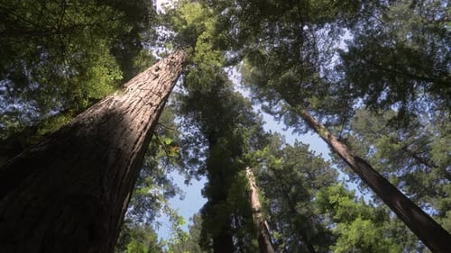Vista ascendente de árvores altas em uma floresta de sequoias, estática