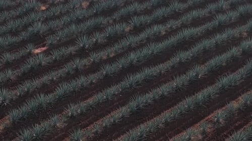Tequila Agave Field 4K