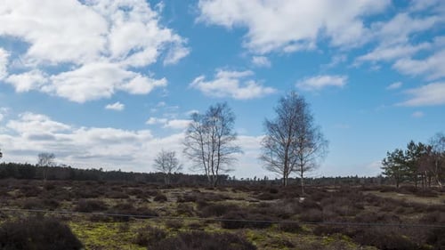 Fall season at Brandon Norfolk forests England timelapse