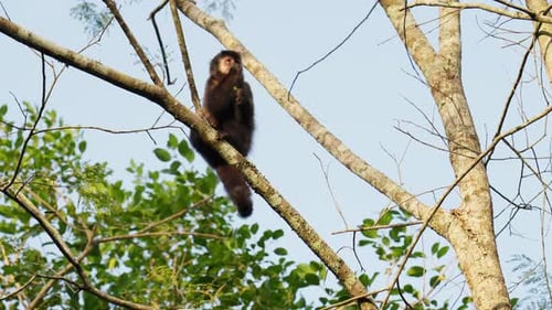 Vue prise pendant la journée d'un singe se frottant la tête contre un arbre