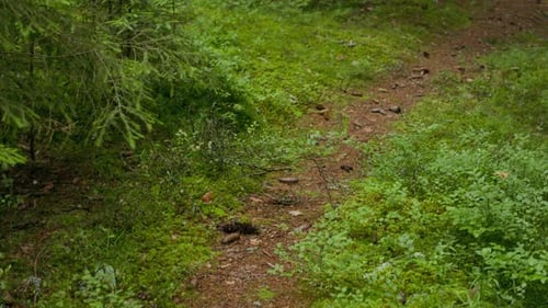 Empty Forest Trail Among Green Trees