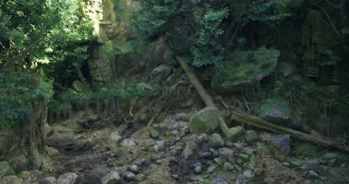 Geheimnisvolle Waldlichtung mit verdrehten Wurzeln und verstreuten Steinen bei Tageslicht