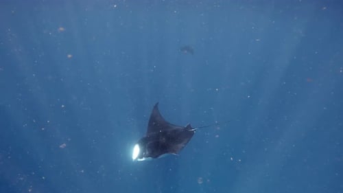 Manta Ray Swimming Underwater in the Deep Ocean