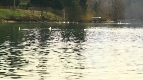 Swans Diving in the Lake