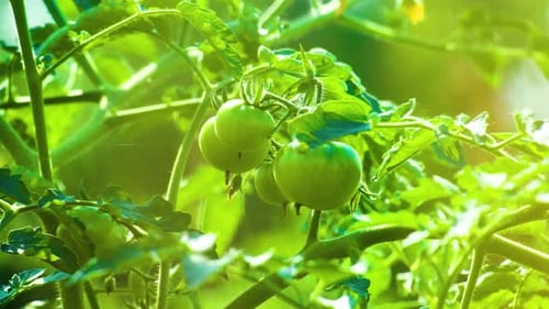Fresh Green Unripe Tomato In Garden - Organic Agriculture Concept
