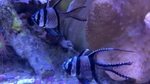 Pair Of Banggai Cardinalfish Swimming In A Saltwater Reef Aquarium