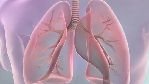 3D Animation of Human Lungs and Respiratory System Breathing