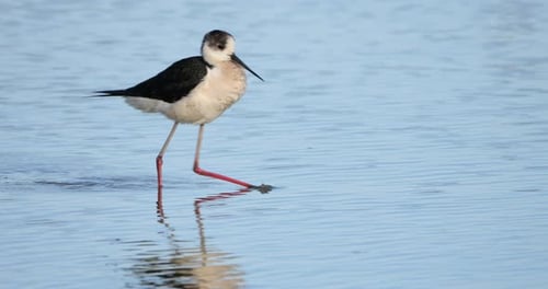 Schwarzflügelstelze (Himantopus himantopus), Camargue, Frankreich