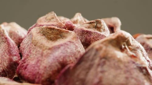 Pine Cone Close Up Macro Forest Wood Nature Background