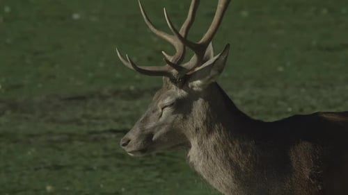 Canadian Wildlife - Majestic deer walking along the banks of a river