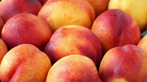 Side View of Fresh Ripe Orange Red Peaches with Water Drops Rotate in Circle