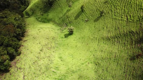 Green Farmland on Rolling Hills in the Andes - Tolima, Colombia