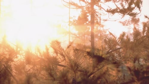 Sunset Rays Through Pine Branches