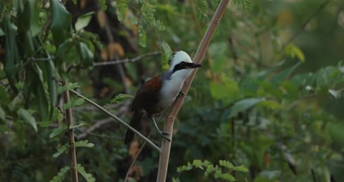Colorful Whitecrested Laughingthrush Bird Perched on Branch Amidst
