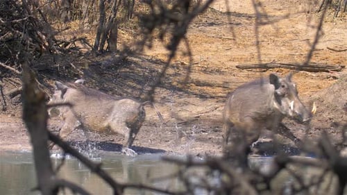 Warthog Running away from waterole, Africa