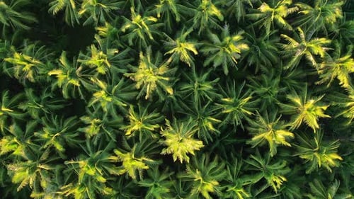 Tropical Lush, Top Down Drone Aerial View, Thick Palm Tree Forest, Exotic Jungle