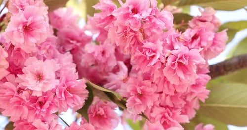 Sakura rose en fleurs dans le parc, gros plan. La caméra se déplace vers la gauche