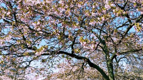 Pink flowers on tree branches blossoming and swinging with fresh breeze during spring season. View f