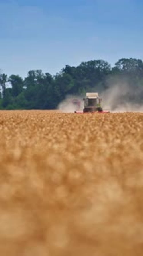 Vast field of ripe wheat being mowed by the harvester.