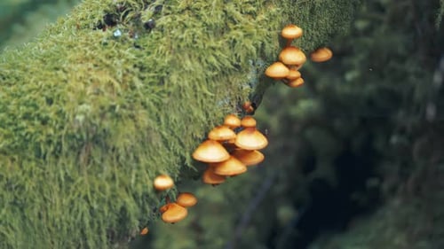 Mushrooms Growing on a Mossy Tree Branch