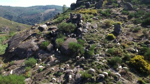 Aeriel View of A flock of sheep is walking through the mountains