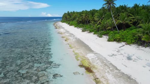 Maldive Tropical Coastline Beach with Palms Trees and Ocean Drone View