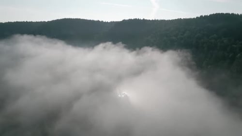 Fog Above Pine Forests