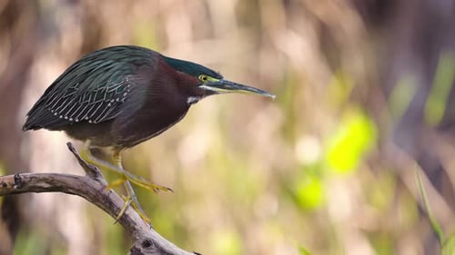 Green Heron Climbing Down Branch