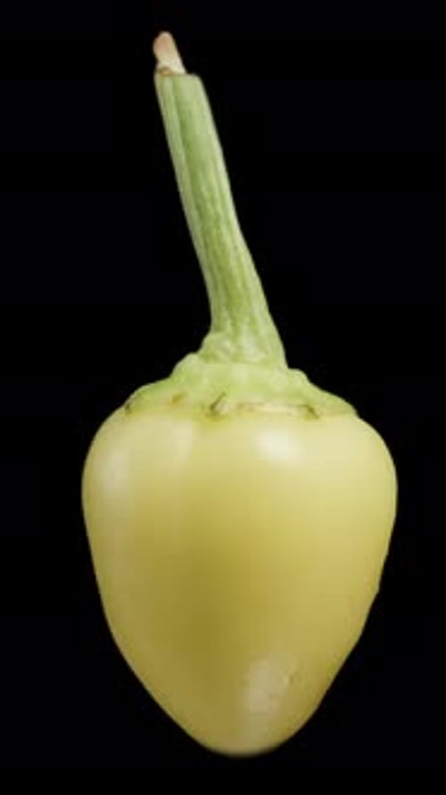 Vertical video. A rosemary mini green pepper rotates on a black background. Isolated, close-up view.