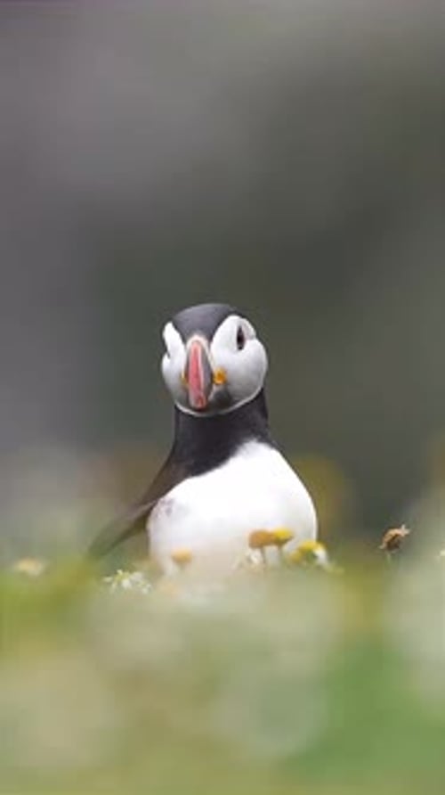 close up of a puffin in the middle of a flower garden