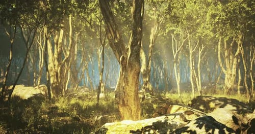 Sunlight Filters Through Vibrant Trees in a Serene Forest During Early Morning