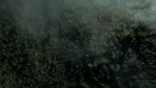 top down shot of fog above a lush green forest