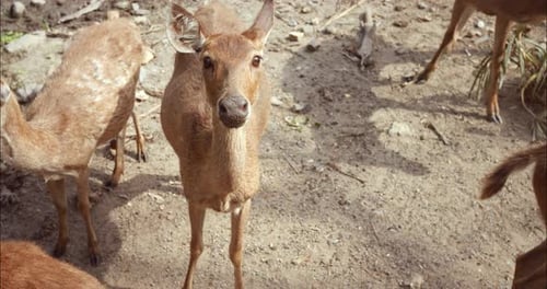 Nahaufnahme einer Hirschherde im Zoo, die die heitere Schönheit dieser Kreaturen hervorhebt, die Hirsche repräsentieren die Erde