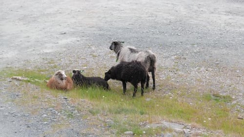 Sheep grazing on a mountain slope in Norway