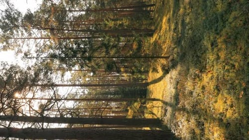 Belarus Europa Zeitraffer Herbst