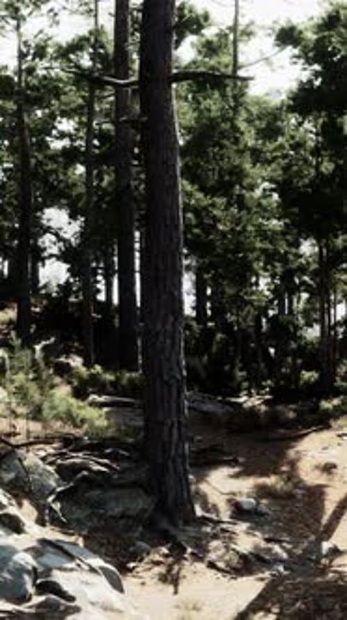 A Group of Trees and Rocks in a Forest