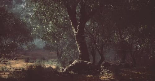 Quiet Forest Landscape with Dense Trees and Soft Natural Light