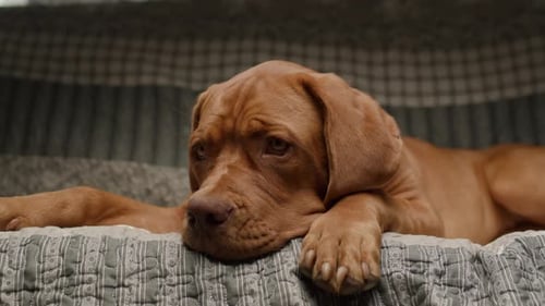 Vizsla Dog Resting Indoors on Comfortable Couch