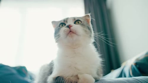 View of a Domestic Lopeared Cat Sitting on the Bed Which Looks Around
