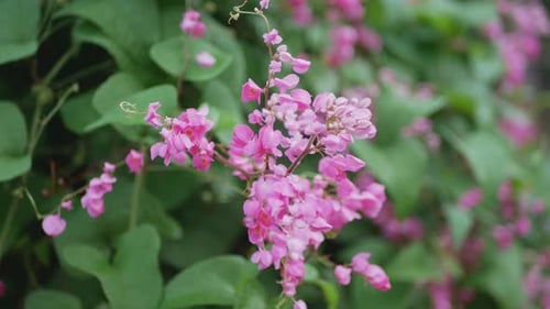 Close-Up View of Beautiful Pink Flowers in Nature