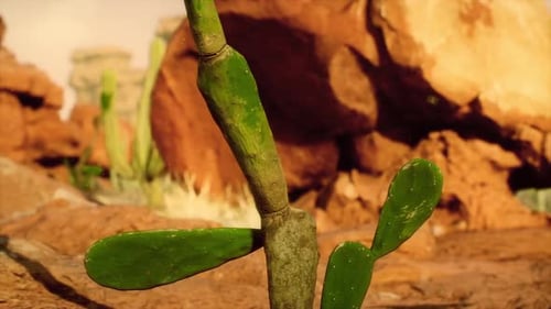 Realistic Desert Cactus Landscape Slow Pan