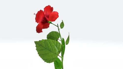 Schöne rote Hibiskusblüte auf einem grünen Stiel