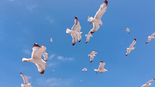 Flock of Seagulls Flying in Blue Sky