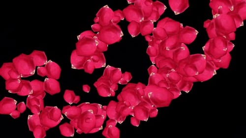 Elegant Flowing Red Rose Petals Transition Reveal