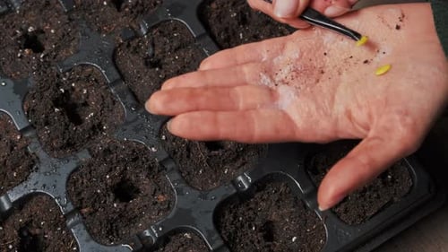 Methodical And Purposeful Arrangement Of Seeds Using Tweezers To Guarantee Sprouting And Flourishing